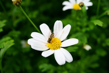 Obraz premium Flower fly (syrphidae) on chamomile blossom