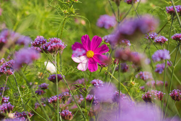 field of flowers