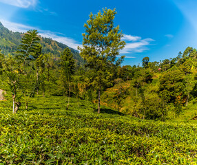 Fototapeta premium A view across tea bushes in upland tea country in Sri Lanka, Asia