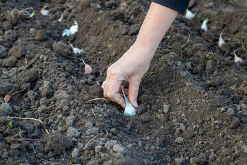 hand planting garlic cloves in the soil
