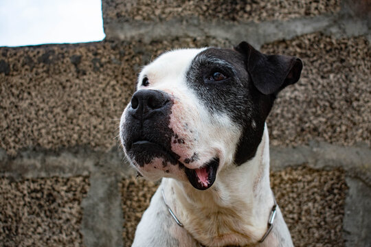 Pitbull mestizo de color blanco y negro| Pitbull half-breed black and white