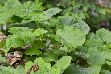 Tussilago farfara grows in nature