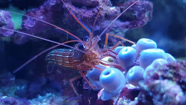 Video of Red Monaco Peppermint shrimp eating aiptasia
