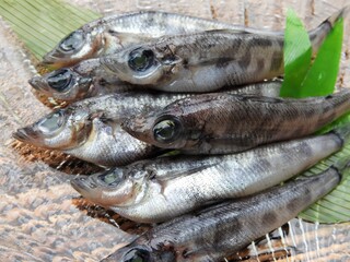 魚　メヒカリ