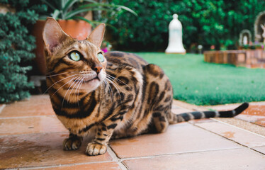 Cute bengal cat laying on the floor and looking at the horizon