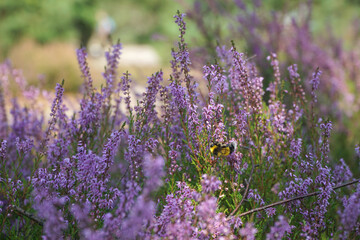 Heather flowers in summer forest with a bee collecting pollen. Closeup Selective focus. Natural background.