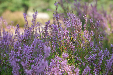 Heather flowers in summer forest with a bee collecting pollen. Closeup Selective focus. Natural background.