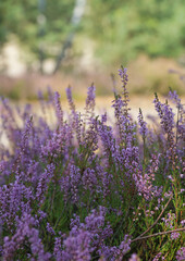 Heather flowers in summer forest with blurred background closeup. Selective focus. Natural background.