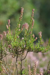 Heather flowers in summer forest with blurred background closeup. Selective focus. Natural background. Vertical image.