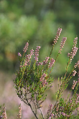 Heather flowers in summer forest with blurred background closeup. Selective focus. Natural background. Vertical image.