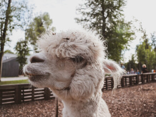 South American Camelid Domesticated by the Andes. © Valery