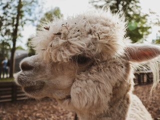 South American Camelid Domesticated by the Andes. © Valery