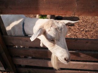 Fototapeta premium Funny goats in natural habitat