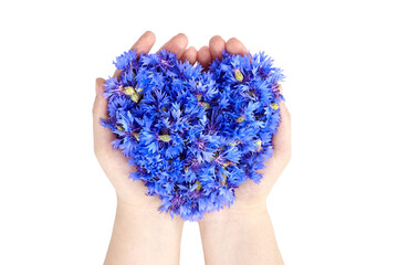 Blue cornflowers heart in hands isolated on white background