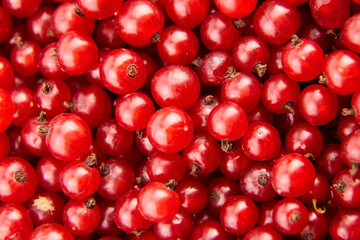 Food background - red currant berries texture