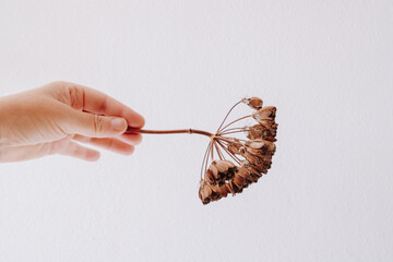 Close up of woman's hand holding dry plant