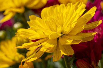 Yellow Chrysanthemums with Shallow Depth of Field Creating a Dreamy Soft Color Background