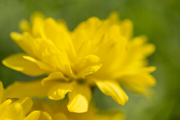 Yellow Chrysanthemums with Shallow Depth of Field Creating a Dreamy Soft Color Background