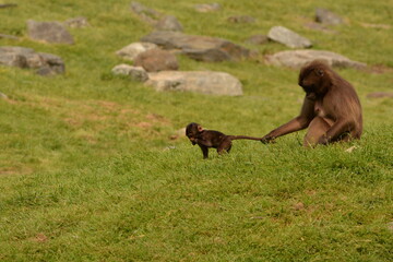 BABY BABOON BEING HELD BY ADULT 1