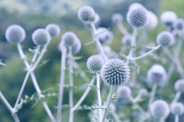 Globe thistle flowers toned in blue
