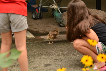 KIDS AND BABY PEACOCK S 