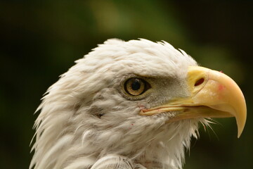 BALD EAGLE PORTRAIT 