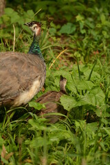 PEACOCK AND TEENAGE BABY