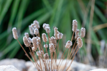 weegbree plantago lagopus, macro of the flower. details in nature
