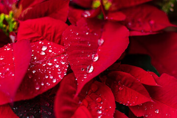 Gotas en planta de nochebuena