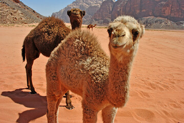 Baby camels in the desert