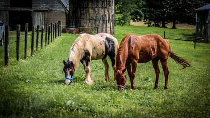 Fototapeta premium horse in the meadow