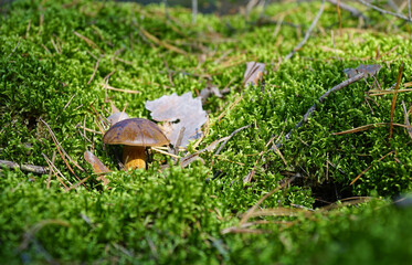 Wild mushroom (bay bolete) growing in natural forest in autumn among the green moss in sunny day. Closeup. Selective focus.