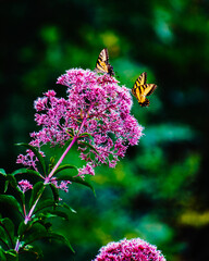 Tiger swallowtails on a flower, Blue Ridge Mountains