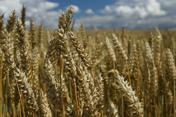 Rural landscape - wheat field. Field of gold wheat in summer sun, white clouds in blue sky.