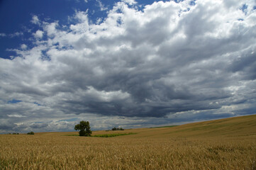 Fototapeta na wymiar Rural landscape - wheat field. Field of gold wheat in summer sun, white clouds in blue sky.