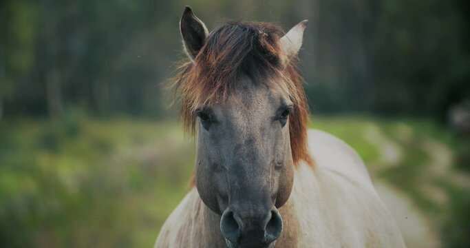 wild horse tarpan close up looking at the camera