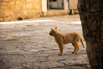 Obraz premium Small ginger cat in the old town of Budva, Montenegro, in the middle of the street