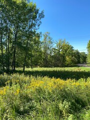 Obraz premium Scenic Minnesota Landscape in the Summer Time