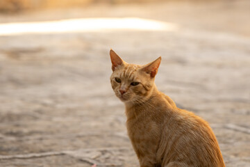 Small ginger cat against the background of stone walls, budva, montenegro