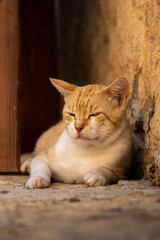 The cat is resting in the shade in the old town of Budva in the narrow streets on a hot summer day, Montenegro, travel