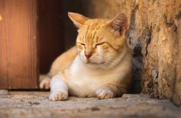 The cat sleeps in an old european city of the venetian era, montenegro, budva