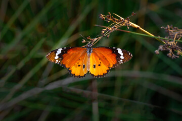 Macro shots, Beautiful nature scene. Closeup beautiful butterfly sitting on the flower in a summer garden.