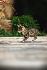 Kitten is played with a man, cute photos with a homeless animal in the city of budva