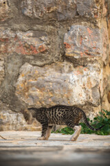 Fototapeta na wymiar Little cute kitten sits on the background of a stone wall, animals of the old city of europe
