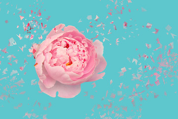 Pink peony flower is beautifully scattered, exploding images on a bright turquoise background