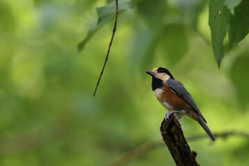 枝にとまるヤマガラ