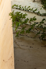The corner of the house is overgrown with greenery, nature takes its toll, the old town