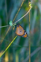 Macro shots, Beautiful nature scene. Closeup beautiful butterfly sitting on the flower in a summer garden.
