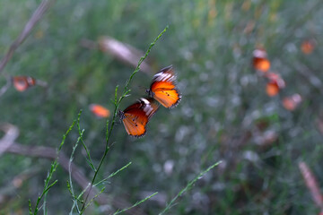 Beautiful monarch butterflies, Danaus chrysippus flying over summer flowers