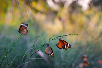 Beautiful monarch butterflies, Danaus chrysippus flying over summer flowers